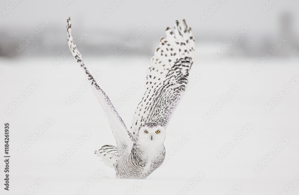 Snowy owl (Bubo scandiacus) lifts off and flies low hunting over a snow covered field in Ottawa, Canada