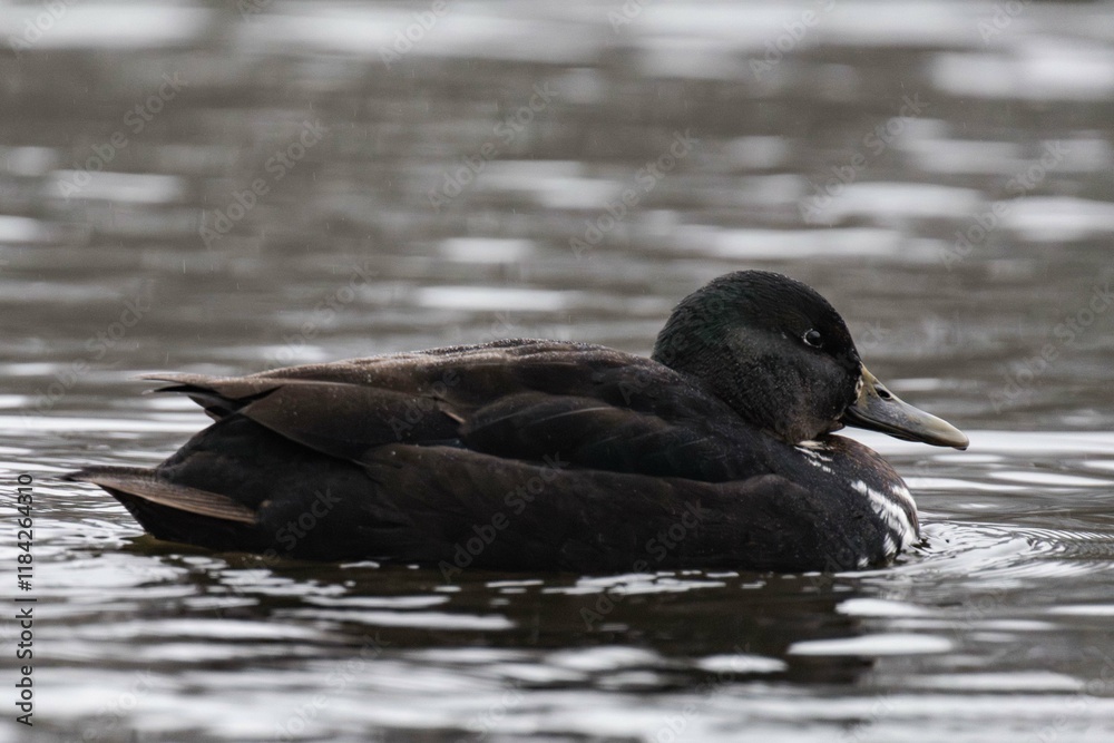 Dark brown duck swimming on the water Dark brown duck swimming on the water