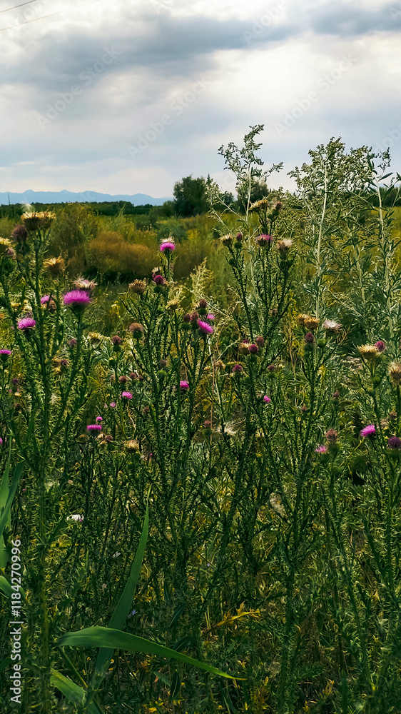 Obraz premium Landscape with blooming thistle.