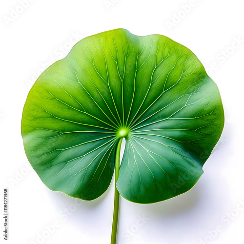 Centella leaves, elegant minimalistic illustration, delicate water droplets on the surface