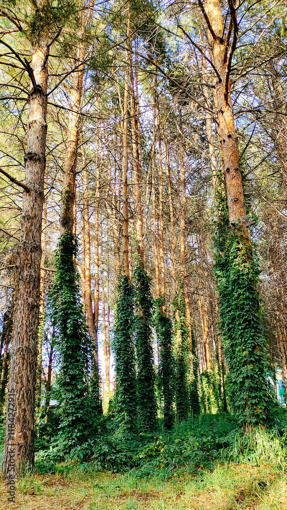 Fototapeta premium Tall pine trees covered with green ivy.