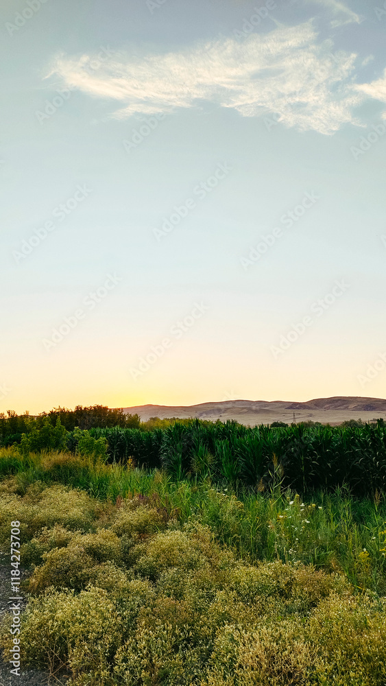 Obraz premium Corn field in summer against the backdrop of an evening sunset sky with clouds.