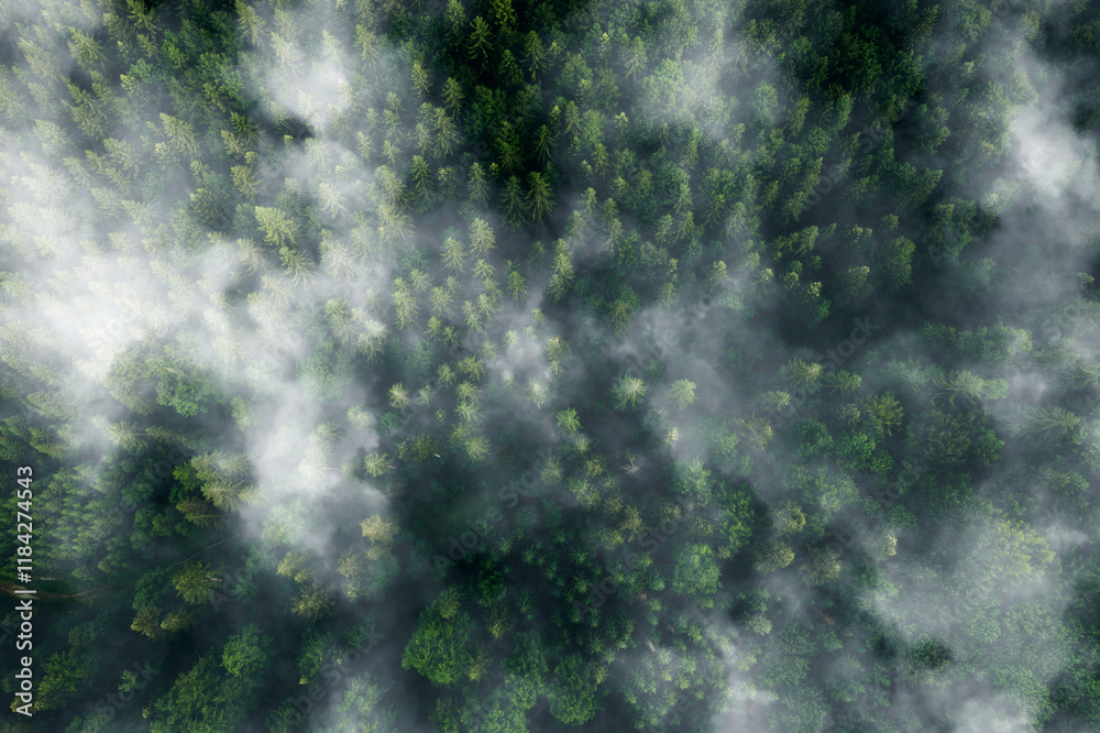 Fototapeta premium Aerial view of forest,ecosystem and healthy environment. Texture of green tree forest. 