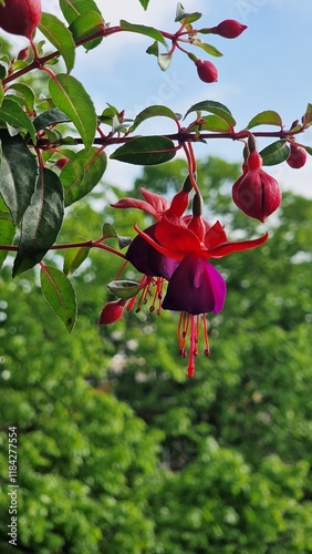 Close up view of Fuchsia Charming flowers. photo