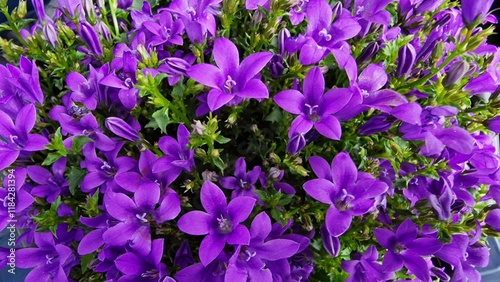 Close up view of Campanula Ambella flowers.