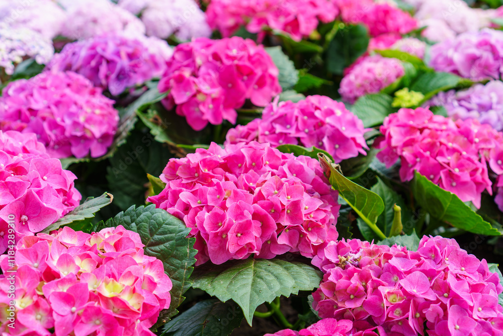 Pink hydrangea flower in garden bloom with blurry hydrangea flowers background in winter morning. Pink hydrangea flower in garden bloom with blurry hydrangea flowers background in winter morning.