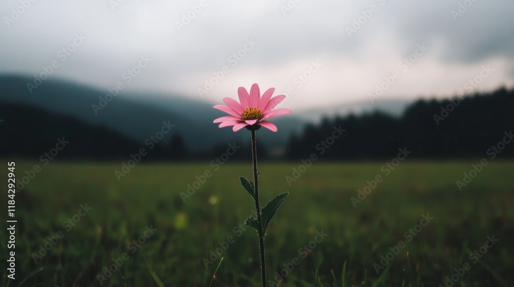 Single pink flower in a green field with mountains in the background under a cloudy sky.