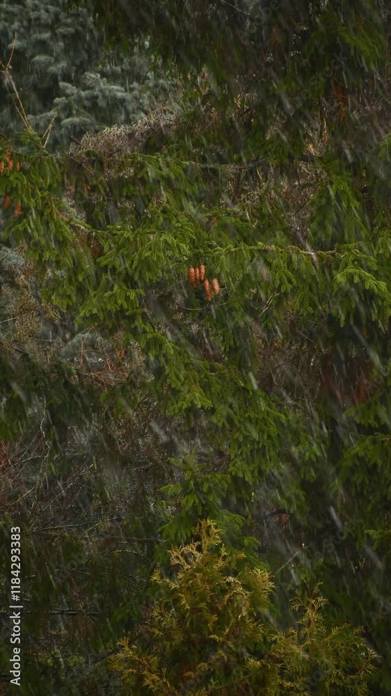 Snow falls against the background of green trees. Nature background. Snowfall, bad weather. Snow falls against the background of green trees. Nature background. Snowfall, bad weather.