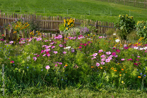 Blühende Sommerblumen, Seefeld, Tirol, Österreich, Europa