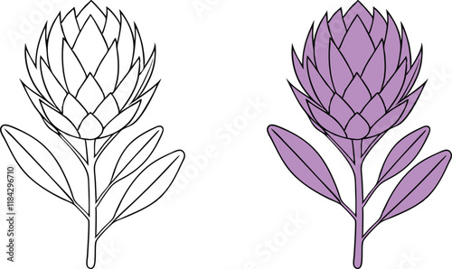 Line Art Protea Flower Designs Coloring Page and Illustration