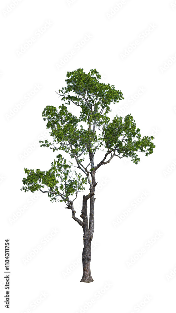Big tree isolate on white background Big tree isolate on white background