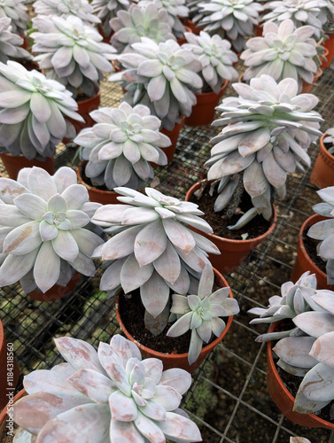 Bunch of Graptopetalum Superbum succulent in a pot photo