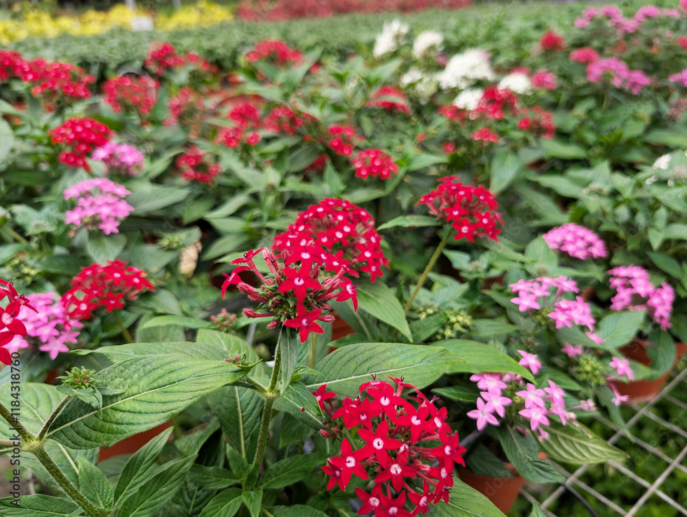 Fototapeta premium Variation of colors of Pentas lanceolata Egyptian starcluster