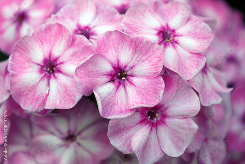 floral background of pink and white paniculate phlox flowers photo