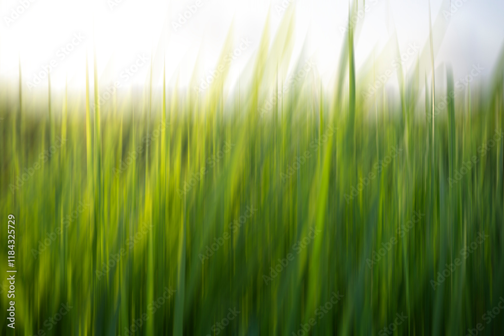 Blur green grass background. Blurry nature green grass with white backgrounds. Blur green grass background. Blurry nature green grass with white backgrounds.