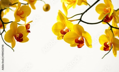 Elegant yellow orchids, delicate petals, vibrant blooms, hanging branches, soft white background, botanical photography, macro detail, golden flowers, natural light, artistic floral composition, tropi photo