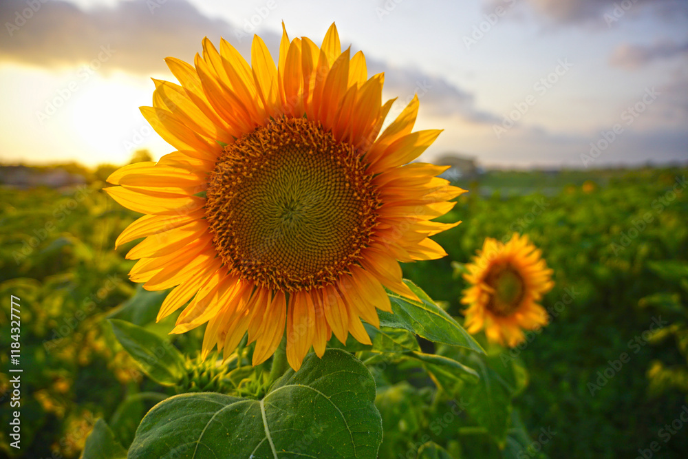 Fototapeta premium Beautiful sunflowers. Sunflower garden background. Sunflower field in summer or spring season. Natural nature backgrounds with sunflowers blooming on a sunny day. Vibrant color.