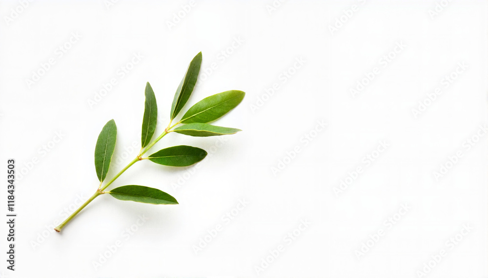 Fototapeta premium Green leaf branch on white background, Peace Day