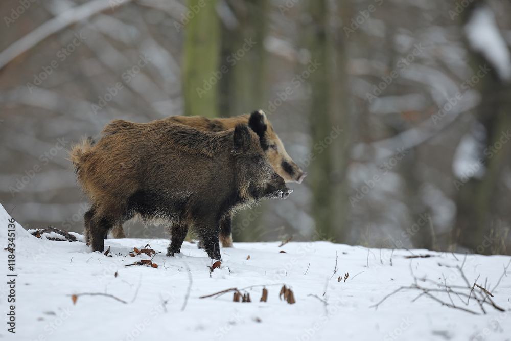 Dzik euroazjatycki, dzik, (Sus scrofa) Dzik euroazjatycki, dzik, (Sus scrofa)
