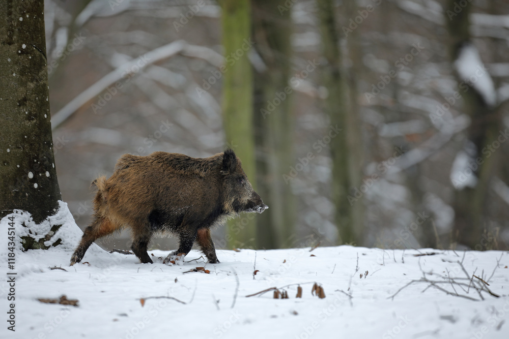 Dzik euroazjatycki, dzik, (Sus scrofa) Dzik euroazjatycki, dzik, (Sus scrofa)
