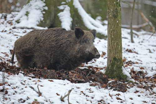 Dzik euroazjatycki, dzik, (Sus scrofa) photo