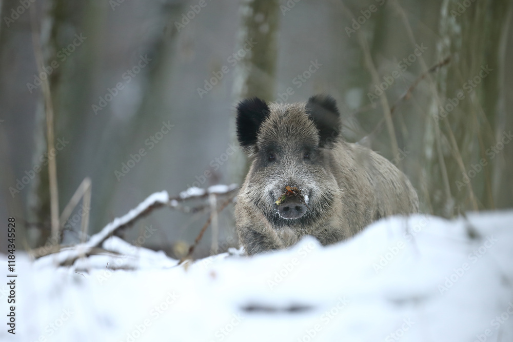 Dzik euroazjatycki, dzik, (Sus scrofa) Dzik euroazjatycki, dzik, (Sus scrofa)