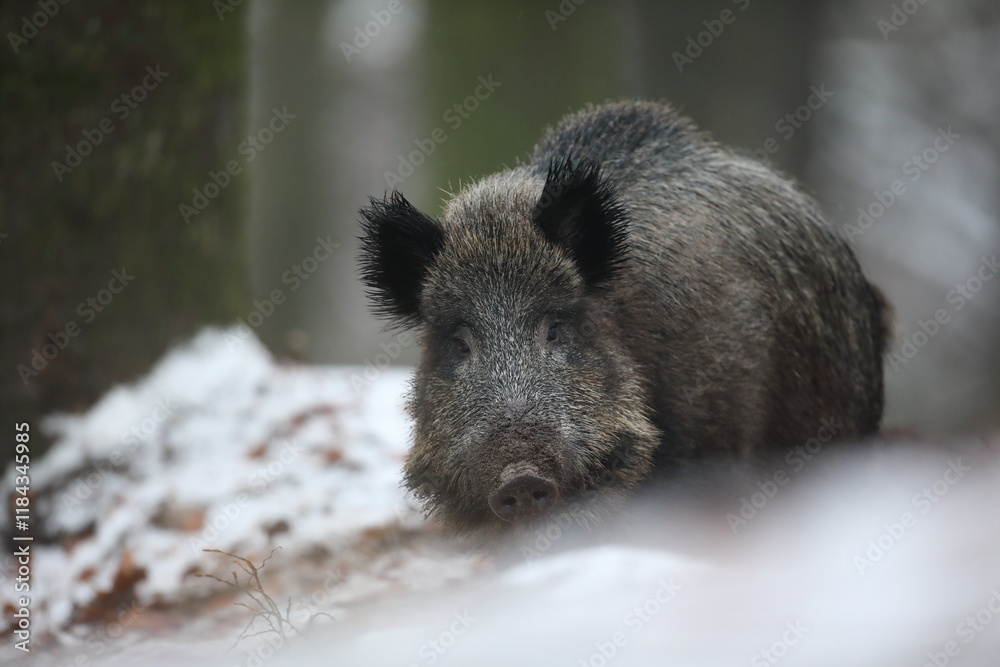 Dzik euroazjatycki, dzik, (Sus scrofa) Dzik euroazjatycki, dzik, (Sus scrofa)
