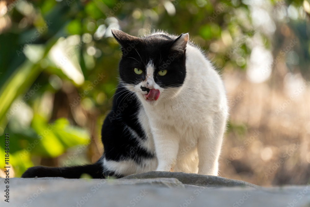 こっちを睨みながら舌なめずりしてるハチワレ柄の野良猫 こっちを睨みながら舌なめずりしてるハチワレ柄の野良猫