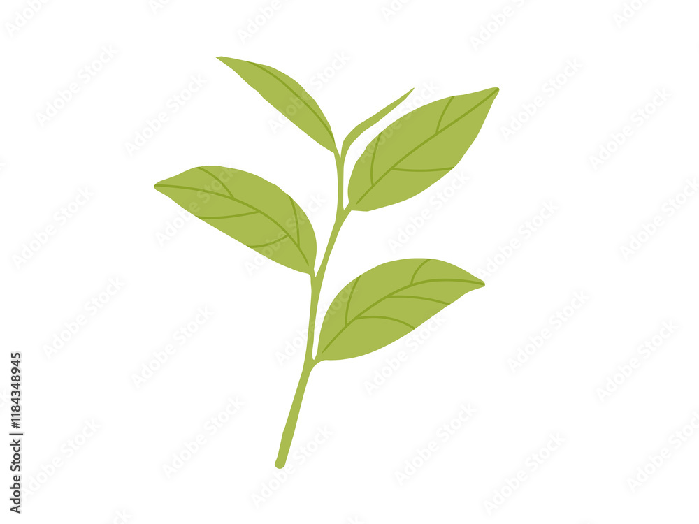 緑茶・抹茶_茶葉のイラスト3