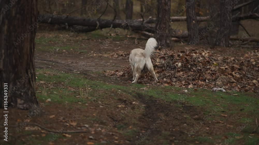Golden retriever. Golden retriever walks through the forest. Golden retriever on a walk in the forest, walking area. View of a golden retriever running through the forest on a walk. Golden retriever. Golden retriever walks through the forest. Golden retriever on a walk in the forest, walking area. View of a golden retriever running through the forest on a walk.