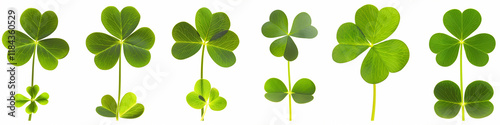 St. Patrick’s Day banner: celebrating the patron of beer parties. Shamrocks on a white background. photo