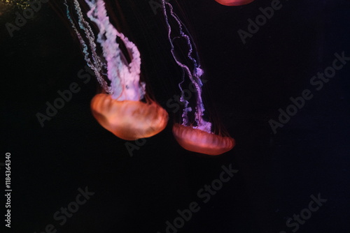 jellyfish in aquarium