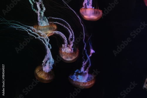 jellyfish in aquarium