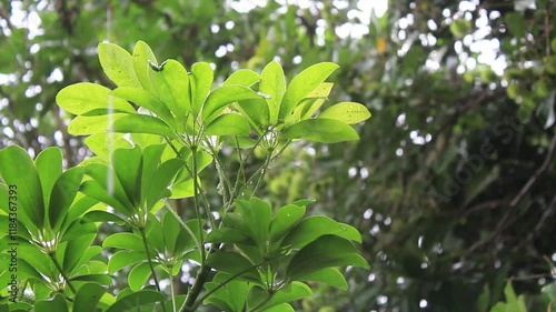 Water rain droplets fixed on dwarf umbrella green leaves stalk or Schefflera actinophylla or Walisongo leaf. Medium intensity rain falling on tree leaves. photo