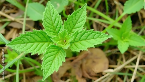 Close-up of vibrant green seedling emerging from ground. photo