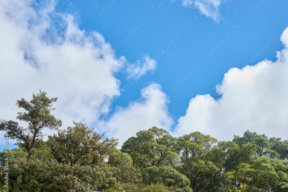 green trees with blue sky background and big white clouds green trees with blue sky background and big white clouds