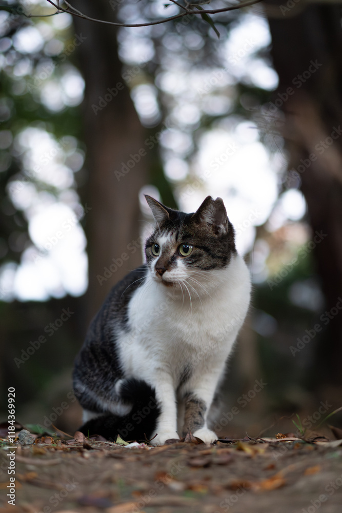 Obraz premium 林の中で玉ボケを背景に鳴いてるキジトラ柄とぶち猫柄の野良猫