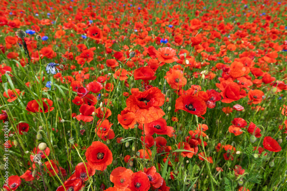 Obraz premium Cultivated agriculturl red poppy field for edible poppyseed oil production. Poppy oil is rich in vitamine E.