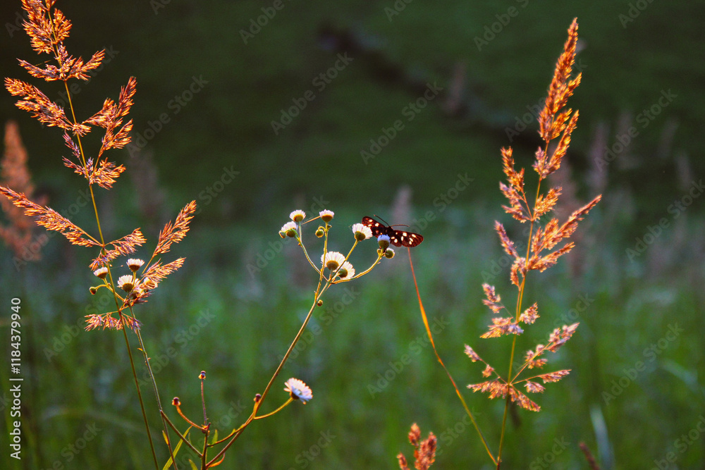 Daisies and spikelets on which a butterfly sits at sunset against the backdrop of a green field Daisies and spikelets on which a butterfly sits at sunset against the backdrop of a green field