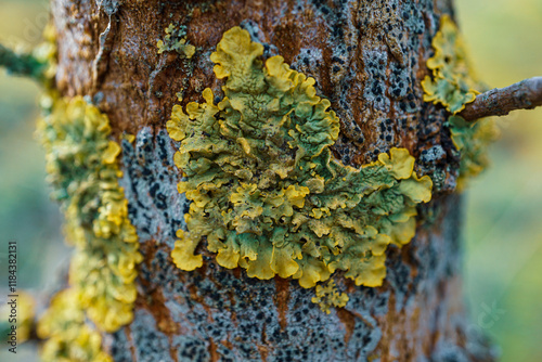 Xanthoria parietina Lichen on the tree in the forest