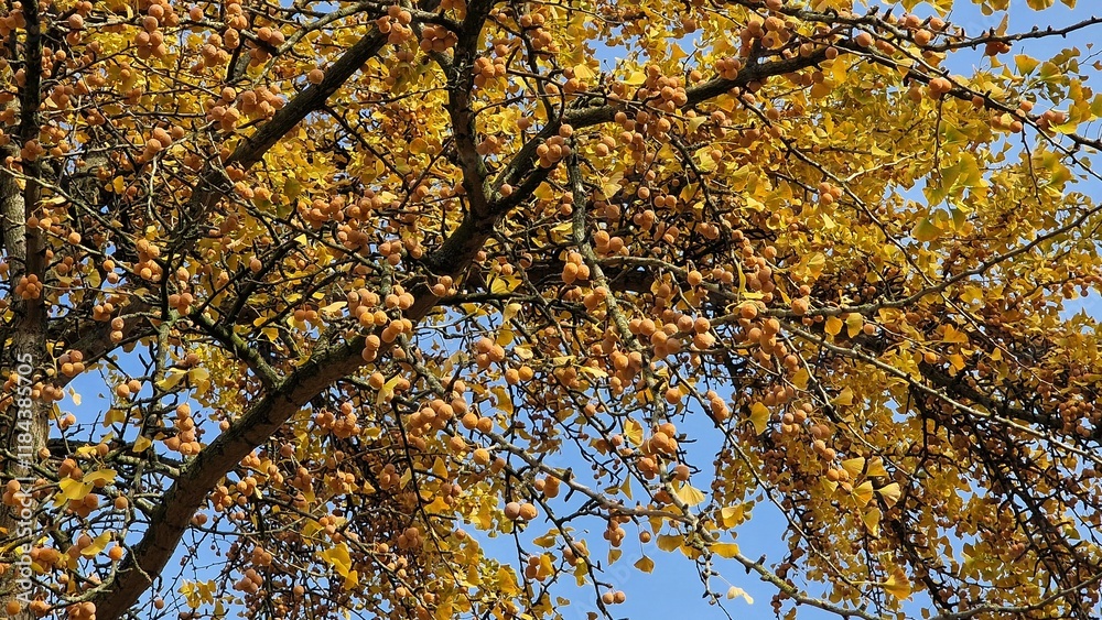 Ginkgo biloba tree branches, with ripe fruits and yellow leaves, in autumn. Ginkgo biloba tree branches, with ripe fruits and yellow leaves, in autumn.