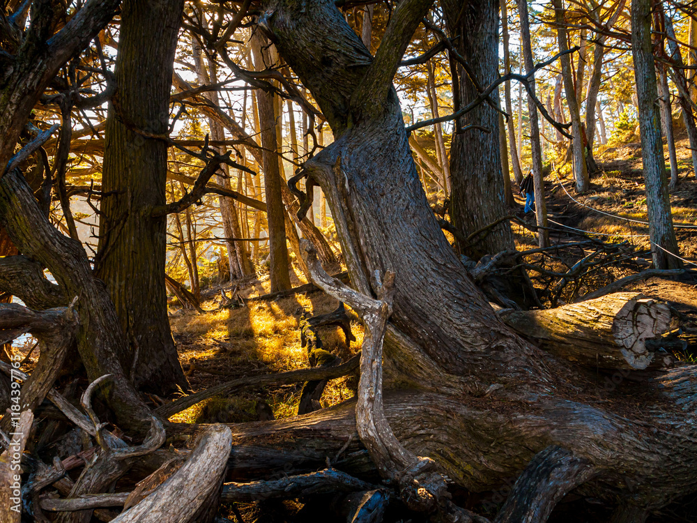 Twisted and Bent Monterey Cypress Trees on The North Shore Trail, Point Lobos State Natural Reserve, Big Sur, California, USA Twisted and Bent Monterey Cypress Trees on The North Shore Trail, Point Lobos State Natural Reserve, Big Sur, California, USA