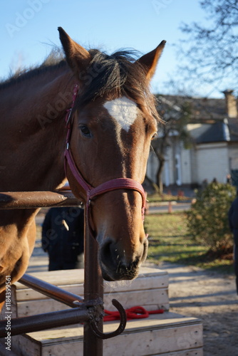 face of a beautiful brown horseface of a beautiful brown horse