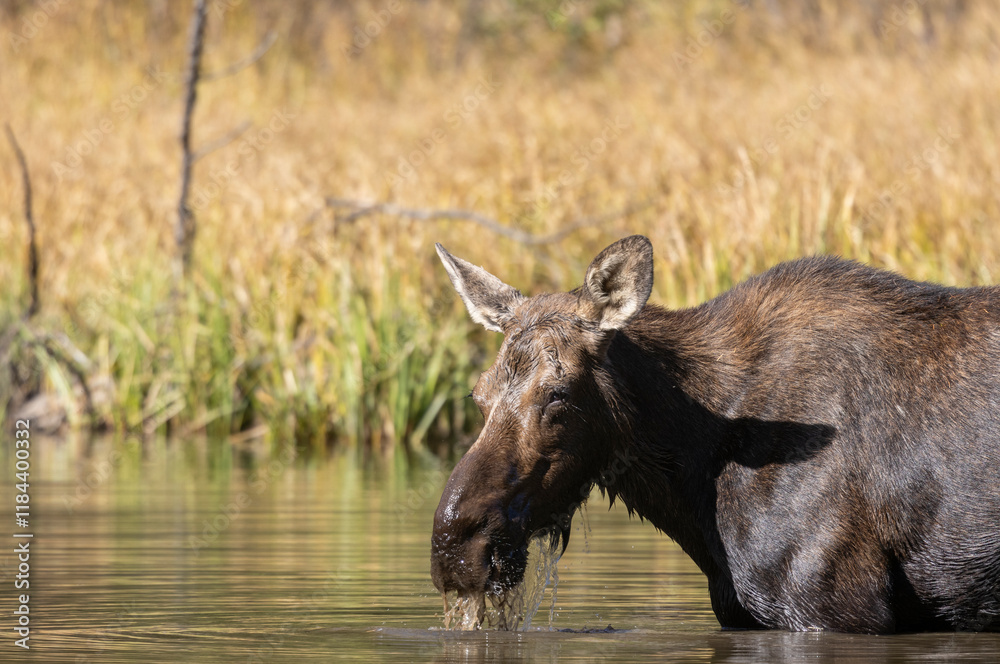 Cow Moose in a Pond in Autumn in Grand Teton National Park Wyoming Cow Moose in a Pond in Autumn in Grand Teton National Park Wyoming