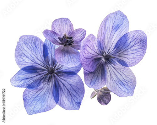 Fototapeta Naklejka Na Ścianę i Meble -  Delicate flying purple flowers on nature floral high fidelity aesthetic beauty isolated on transparent background png