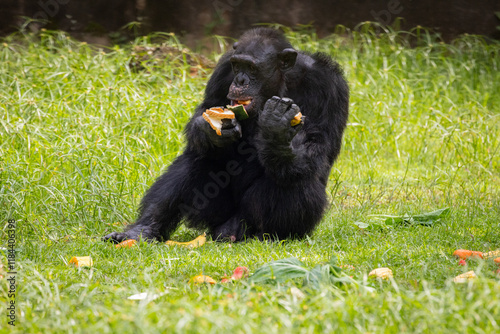 Adult Chimpanzee feeding on fruits, Taiping Zoo photo