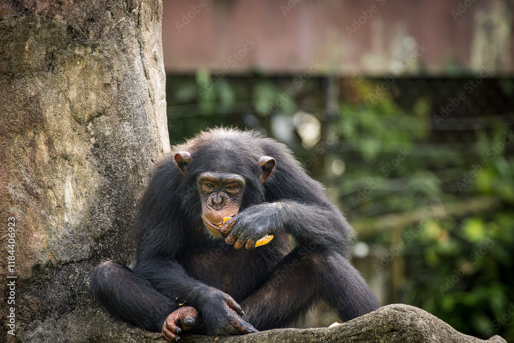 Adult Chimpanzee feeding on fruits, Taiping Zoo Adult Chimpanzee feeding on fruits, Taiping Zoo