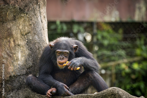 Adult Chimpanzee feeding on fruits, Taiping Zoo