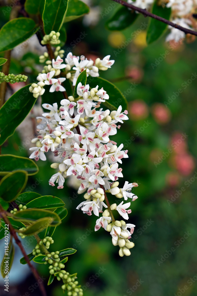 White flowers bouquet (Ligustrum sinense) on garden White flowers bouquet (Ligustrum sinense) on garden
