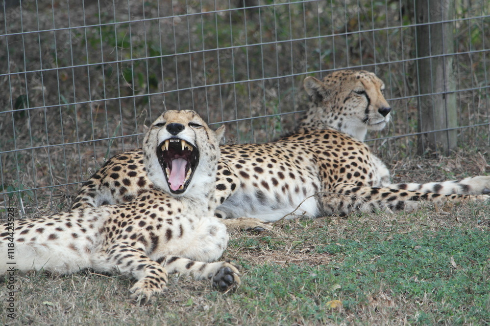 Fototapeta premium Cheetah South Afrika Südafrika